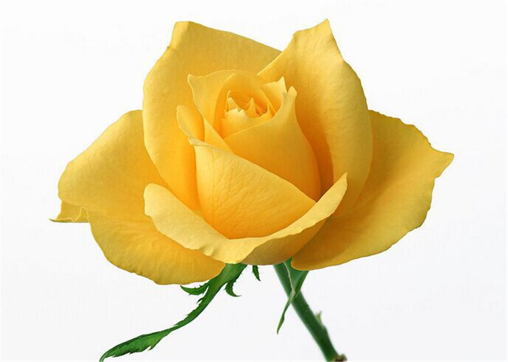 Free Shipping Yello… - image