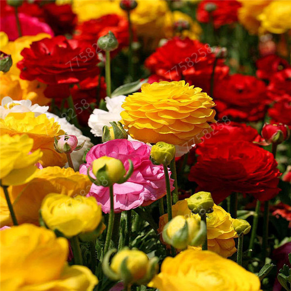 100 Pcs seeds Ranunculus Asiaticus Flower For Home & Garden DIY Persian Flower Natural Growth Variety of Colors Planting Season Purify The Air Absorb Harmful Gases
100 Pcs seeds Ranunculus Asiaticus Flower For Home & Garden DIY Persian Flower Natural Growth Variety of Colors Planting Season Purify The Air Absorb Harmful Gases