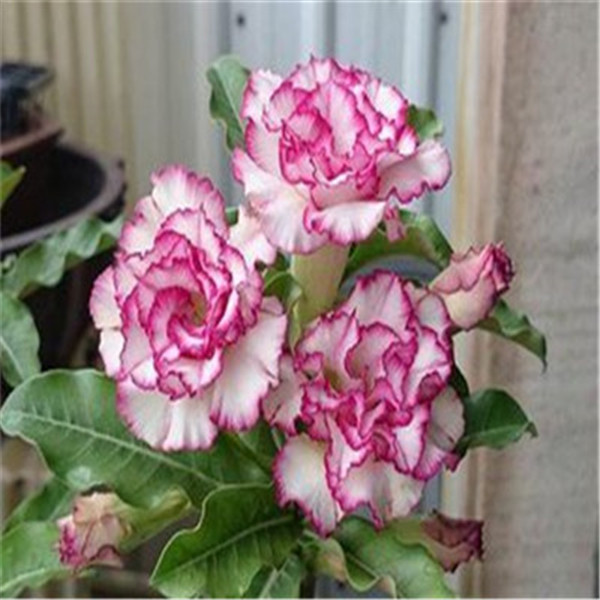 100 True Adenium Obesum Bonsai Exotic Desert Rose Flowers Balcony DesertRose Bonsai MultiColor Petals Succulents Tree 5 Pcs Seed
100 True Adenium Obesum Bonsai Exotic Desert Rose Flowers Balcony DesertRose Bonsai MultiColor Petals Succulents Tree 5 Pcs Seed