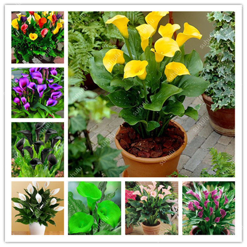 Big Promotion! 400 Pcs Seeds Dwarf Calla Bonsai,Calla Lily Flower,Rare Bonsai Flower Plants (Not Calla Bulbs),Natural Growth For Home
Big Promotion! 400 Pcs Seeds Dwarf Calla Bonsai,Calla Lily Flower,Rare Bonsai Flower Plants (Not Calla Bulbs),Natural Growth For Home
