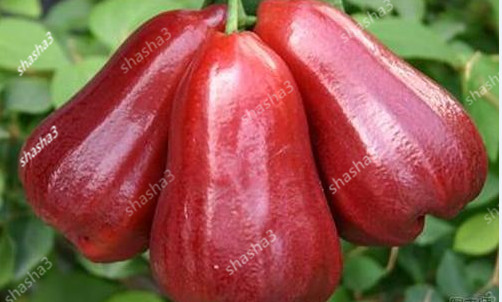 Wax Apple bonsai Delicious And Sweet Fruit bonsai Rare Diy Garden Plants Tree Bonsai hot sale
Wax Apple bonsai Delicious And Sweet Fruit bonsai Rare Diy Garden Plants Tree Bonsai hot sale