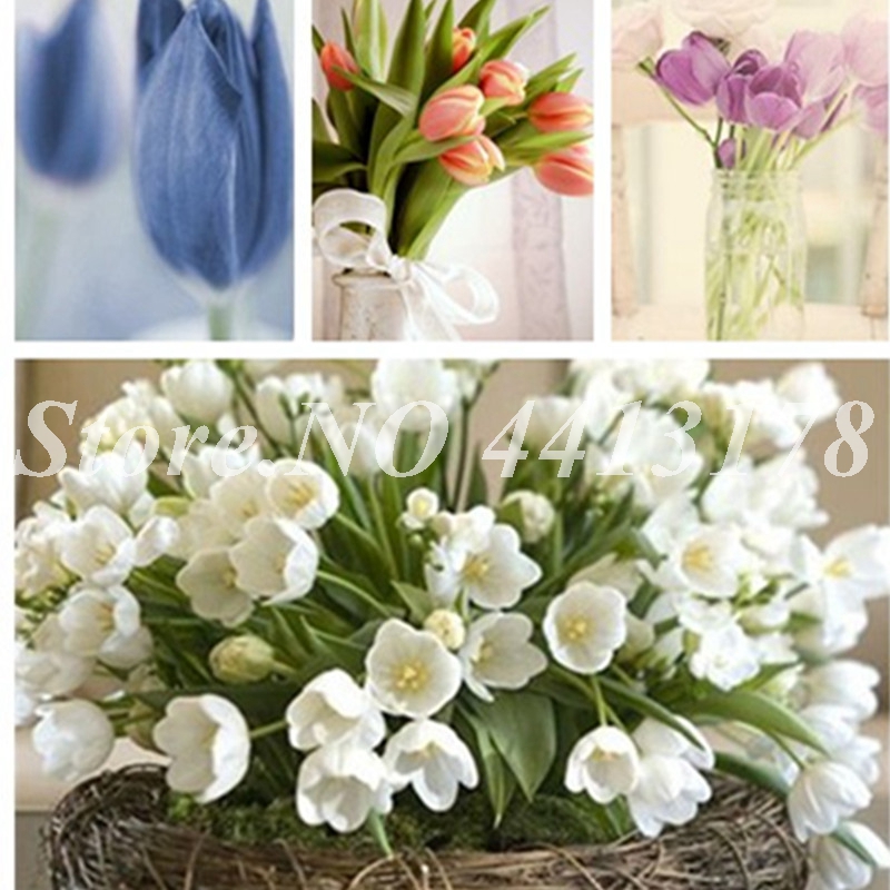 500PCS/ bag HOT Rainbow Tulip Rare Bonsai plant seeds Pot Perennial Ornamental Fragrant Flower Plant Gift For Home Garden Beautiful flowers
500PCS/ bag HOT Rainbow Tulip Rare Bonsai plant seeds Pot Perennial Ornamental Fragrant Flower Plant Gift For Home Garden Beautiful flowers