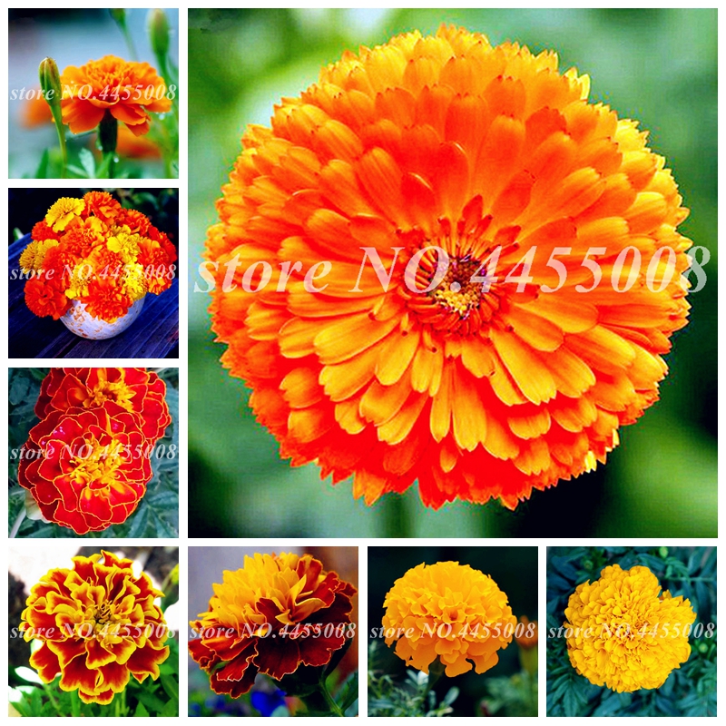 Promotion! Rare Bonsai Plant 200 pcs Seeds Exotic Marigold Chrysanthemum Flore Plants Four Season Courtyard for Home Garden Flower Pot
Promotion! Rare Bonsai Plant 200 pcs Seeds Exotic Marigold Chrysanthemum Flore Plants Four Season Courtyard for Home Garden Flower Pot