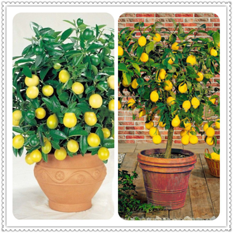 100pcs Edible Fruit Lemon Bonsai, Bonsai Lemon Tree Fresh Plants Fruit Vegetable New Arrival Garden bonsai Plant seeds dropshipping
100pcs Edible Fruit Lemon Bonsai, Bonsai Lemon Tree Fresh Plants Fruit Vegetable New Arrival Garden bonsai Plant seeds dropshipping