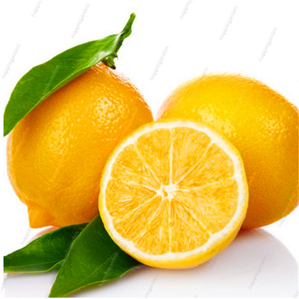 Big Promotion!Edible Fruit Meyer Lemon bonsai, Exotic Citrus Bonsai Lemon Tree Fresh plants fruit vegetable,20/bag
Big Promotion!Edible Fruit Meyer Lemon bonsai, Exotic Citrus Bonsai Lemon Tree Fresh plants fruit vegetable,20/bag