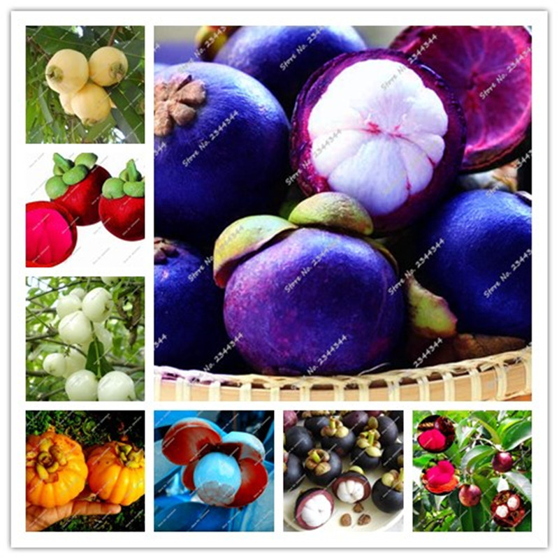 20 Pcs / Bag Fruit Queen Purple Thailand Mangosteen Seeds White Meat Food Tropical Fruta Vegetables Garden Bonsai Flowers Pots
20 Pcs / Bag Fruit Queen Purple Thailand Mangosteen Seeds White Meat Food Tropical Fruta Vegetables Garden Bonsai Flowers Pots