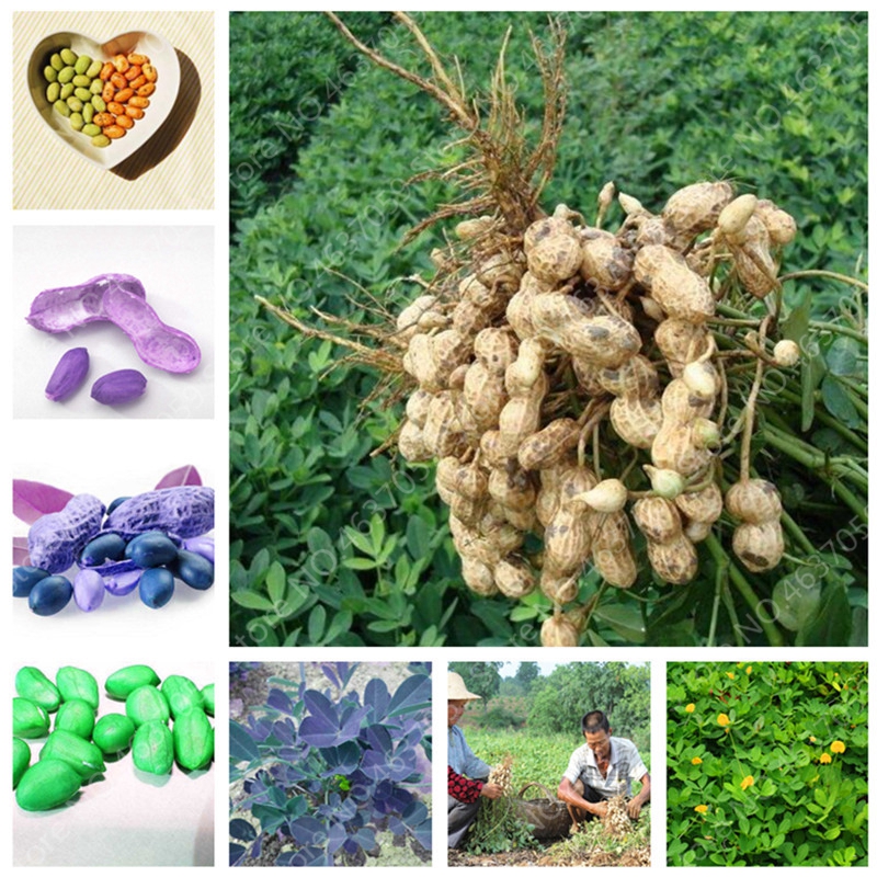 5 pcs Peanut plants Organic Fruit Home Garden Planting Groundnut Bonsai Vegetables plantas Rare Big Red Mix Color
5 pcs Peanut plants Organic Fruit Home Garden Planting Groundnut Bonsai Vegetables plantas Rare Big Red Mix Color