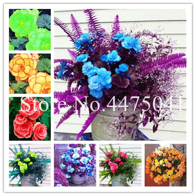 For Sale 100 Pcs Exotic Begonia Flower Bonsai plant seeds Garden Flower Potted Plants For Jardin Courtyard Balcony Dwarf Houseplants Semilla 
For Sale 100 Pcs Exotic Begonia Flower Bonsai plant seeds Garden Flower Potted Plants For Jardin Courtyard Balcony Dwarf Houseplants Semilla