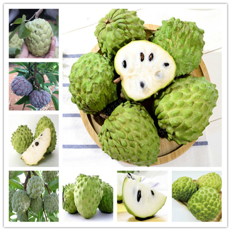 plant bonsai flowers Potted gift, 10 Pcs bonsai Sweetsop apple tree, Red 
plant bonsai flowers Potted gift, 10 Pcs bonsai Sweetsop apple tree, Red