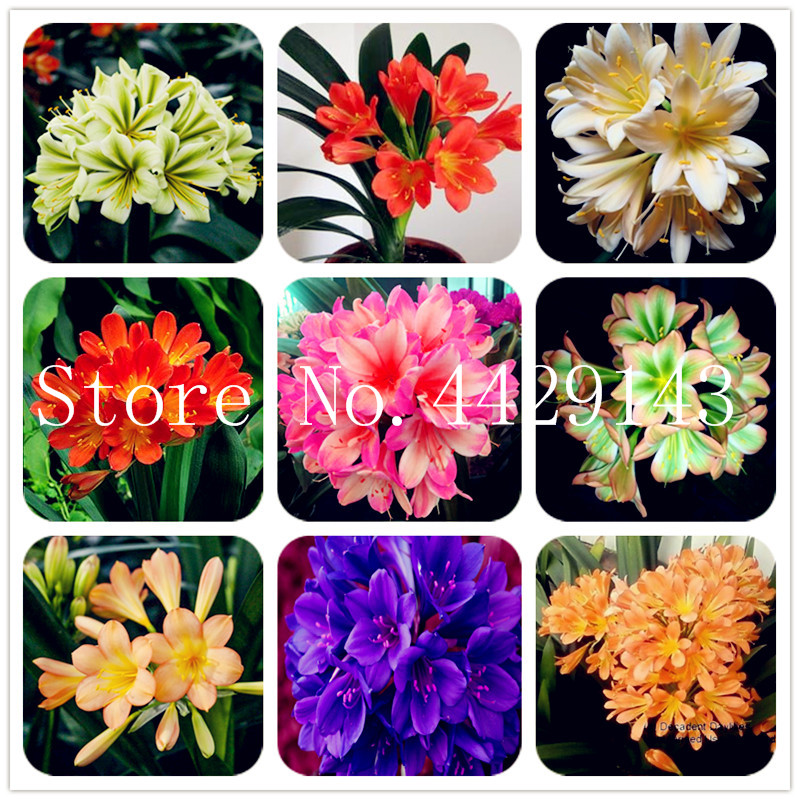 200 Pcs Seeds Bonsai Clivia Bonsai, Rare Rainbow Clivia Flowers,Potted Plants Dedicated Windowsill Perennial Flower For Garden Decor
200 Pcs Seeds Bonsai Clivia Bonsai, Rare Rainbow Clivia Flowers,Potted Plants Dedicated Windowsill Perennial Flower For Garden Decor
