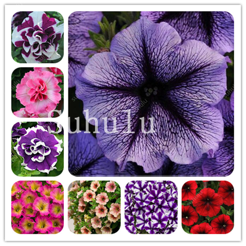 500 Pcs seeds Garden Supplies Double Petals Petunia Plant Bonsai Flower seeds Short Height Garden Indoor Or Outdoor Home Garden Plant Pot Original Flower
500 Pcs seeds Garden Supplies Double Petals Petunia Plant Bonsai Flower seeds Short Height Garden Indoor Or Outdoor Home Garden Plant Pot Original Flower