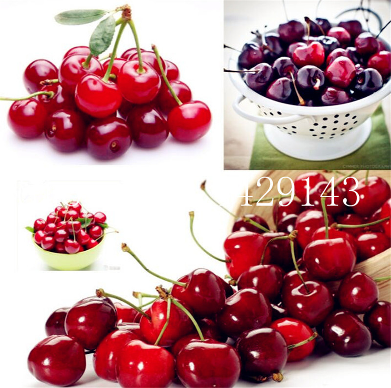 100 Pcs Seeds Rainbow Colour Cherry Belle Radish Bonsai 100% Real Delicious Vegetable Potted Plant Home Garden Plant Easy To Grow
100 Pcs Seeds Rainbow Colour Cherry Belle Radish Bonsai 100% Real Delicious Vegetable Potted Plant Home Garden Plant Easy To Grow