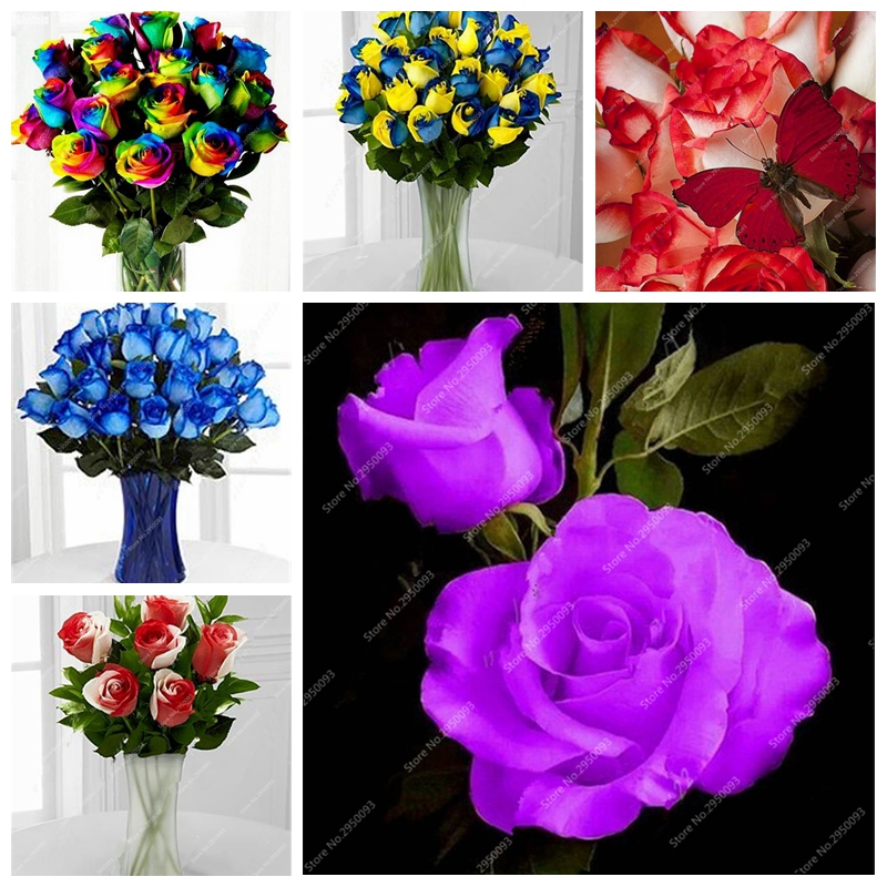 300 Pcs Holland Rose Seeds Indoor Perennial Indoor Bonsai Potted Charming Living Room Rosas Flower for Home Garden Planting
300 Pcs Holland Rose Seeds Indoor Perennial Indoor Bonsai Potted Charming Living Room Rosas Flower for Home Garden Planting