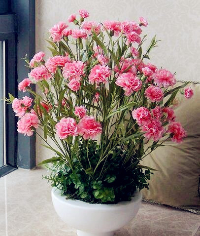 Free Shipping 50 Pcs Carnation Seeds Family Balcony Four Seasons Potted Plants Easy To Plant Flowers Cut Flowers Easy To Live Carnations
Free Shipping 50 Pcs Carnation Seeds Family Balcony Four Seasons Potted Plants Easy To Plant Flowers Cut Flowers Easy To Live Carnations