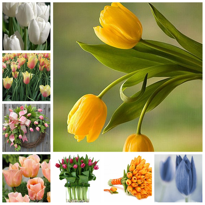 500 Pcs / Bag Seeds Bonsai Mixed Tulip Plants Rare Beauty Potted Flower Planta Ice Cream As Beautiful Tulips Perennial Diy Home Garden
500 Pcs / Bag Seeds Bonsai Mixed Tulip Plants Rare Beauty Potted Flower Planta Ice Cream As Beautiful Tulips Perennial Diy Home Garden