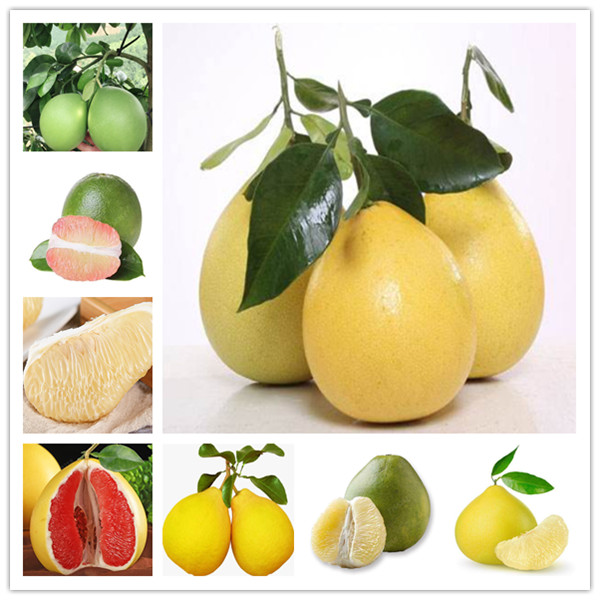 10 Pcs of bag Hardy Mini Pummello Pomelo tree Dwarf kao Pan Grapefruit ! Rare Bonsai Fruit Bonsai for home garden
10 Pcs of bag Hardy Mini Pummello Pomelo tree Dwarf kao Pan Grapefruit ! Rare Bonsai Fruit Bonsai for home garden