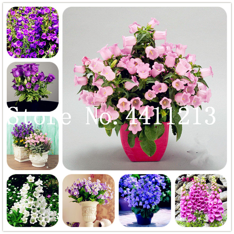 

200pcs Bellflower Flower, Perennial Flowers Bonsai plant seeds, Rare Campanula Flower, Indoor Bonsai Plants Fresh Air Home Garden Decoration