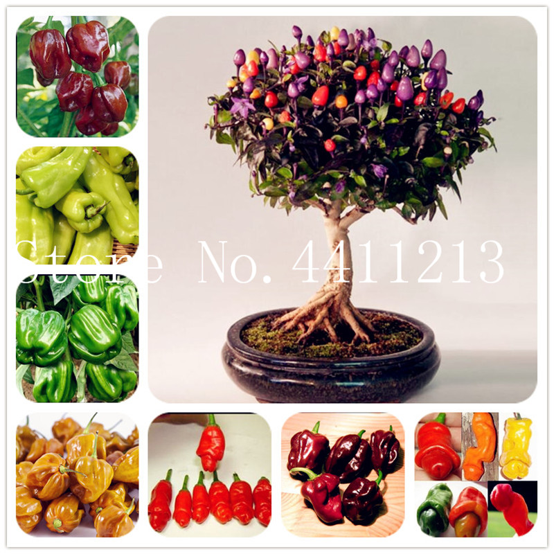 New Arrival 500 pcs Giant Spices Spicy Red Chili Hot Pepper Bonsai Plant seeds potted bonsai garden courtyard balcony Potted plant Easy Grow
New Arrival 500 pcs Giant Spices Spicy Red Chili Hot Pepper Bonsai Plant seeds potted bonsai garden courtyard balcony Potted plant Easy Grow