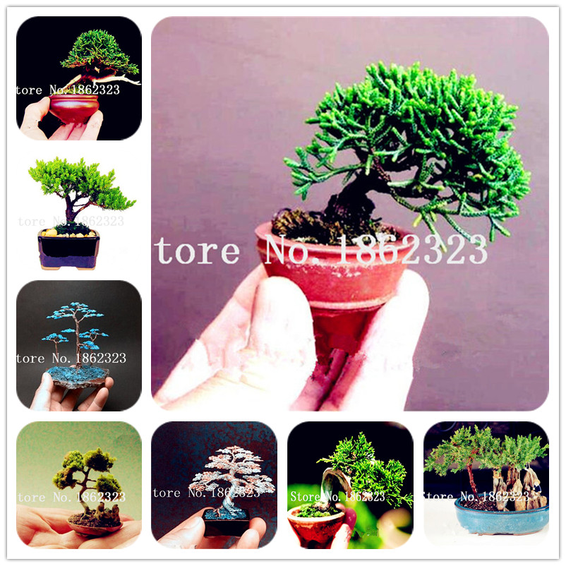 Bonsai plant seeds 100 Pcs Japanese Juniper Bonsai Starter Tree Juniperus Procumbens Nana Potted Plant For Home & Garden Indoor Easy to Grow
Bonsai plant seeds 100 Pcs Japanese Juniper Bonsai Starter Tree Juniperus Procumbens Nana Potted Plant For Home & Garden Indoor Easy to Grow