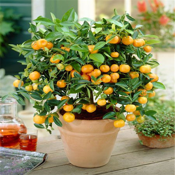 50 Pcs/bag Kaffir Lime plants seeds (citrus Aurantifolia) Organic Fruit plants Bonsai Fruit Lemon Tree For Home Garden
50 Pcs/bag Kaffir Lime plants seeds (citrus Aurantifolia) Organic Fruit plants Bonsai Fruit Lemon Tree For Home Garden