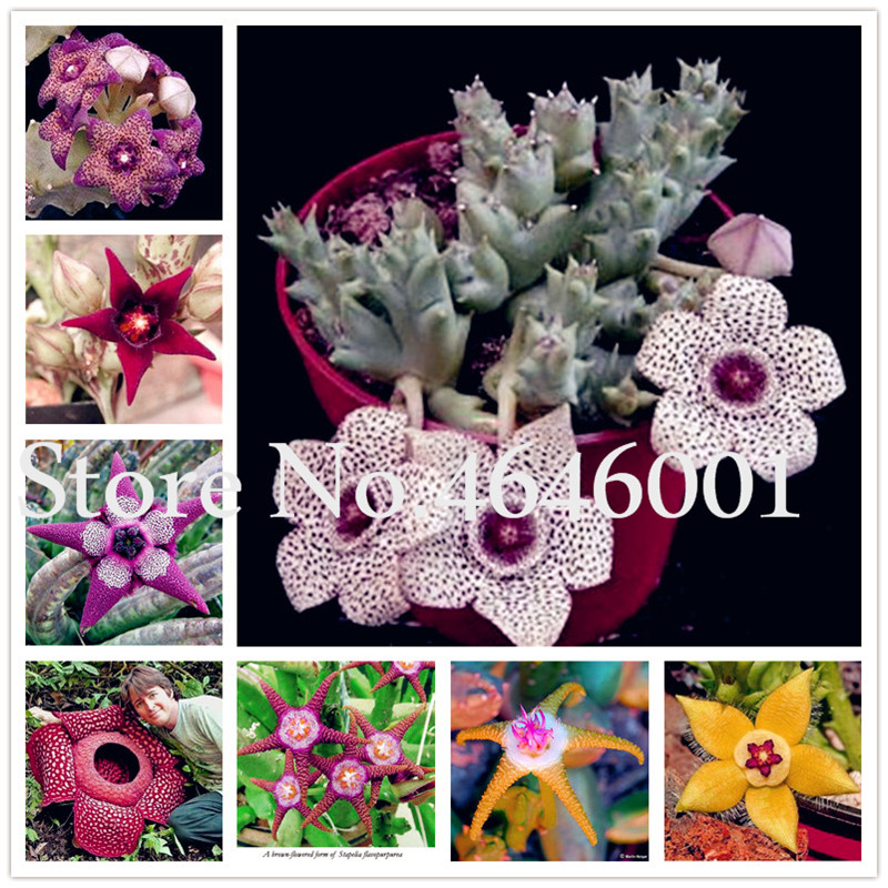 300 Pcs Seeds Stapelia Pulchella bonsai Lithops Mix Succulents Raw Stone Cactus plant Rare For Home Garden Flower Bonsai Plants
300 Pcs Seeds Stapelia Pulchella bonsai Lithops Mix Succulents Raw Stone Cactus plant Rare For Home Garden Flower Bonsai Plants