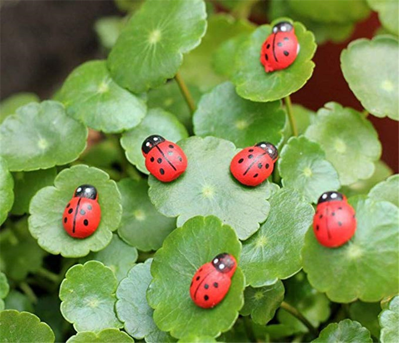 200pcslot Cute Ladybug Mini Beetle Miniature Animal Figurine Moss Micro Landscape Ornaments Fairy Home Garden Decor DIY Accessori
200pcslot Cute Ladybug Mini Beetle Miniature Animal Figurine Moss Micro Landscape Ornaments Fairy Home Garden Decor DIY Accessori