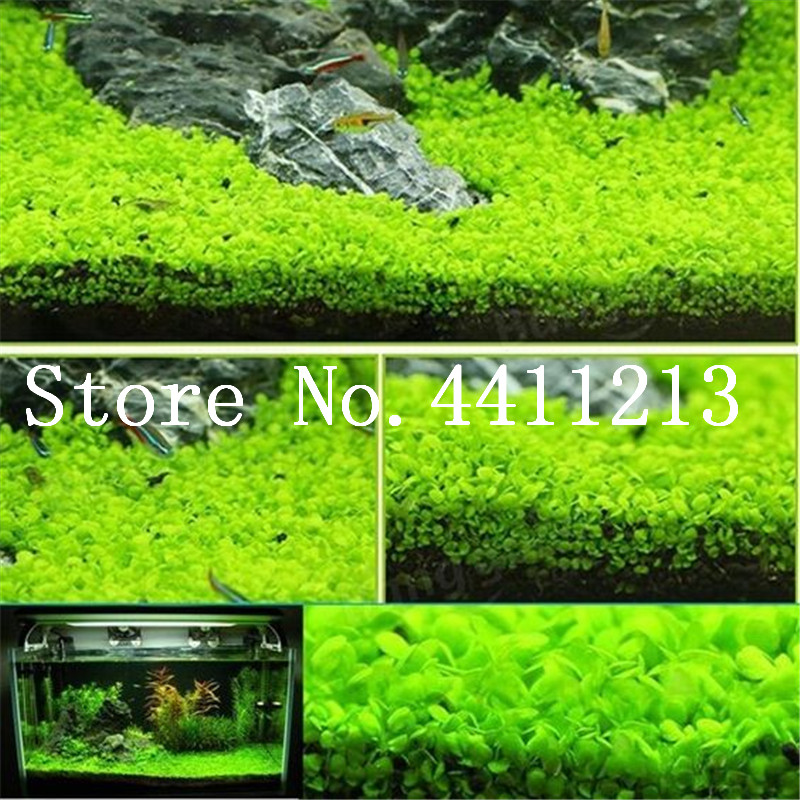 Hot Sale 1000Pcs Aquarium Bonsai plant seed Water Grass Mini Leaf Live Plant Landscape Ornament fish aquarium decoration plant free shipping