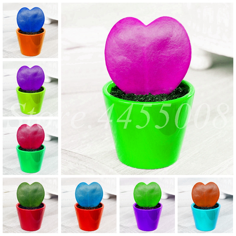 New 200 pcs/ Bag Seeds Mixed Lithops Garden Succulents Luck Heart Plant Indoor Pseudotruncatella Office Bonsai Potted Flower Planting
New 200 pcs/ Bag Seeds Mixed Lithops Garden Succulents Luck Heart Plant Indoor Pseudotruncatella Office Bonsai Potted Flower Planting