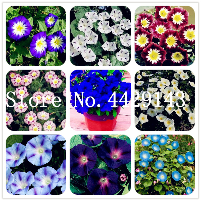 200 Pcs/Bag Seeds Rare Star Petunia Blue bonsai Garden And Patio Potted Plant Morning Glory Flowers bonsai petuniya bonsai
200 Pcs/Bag Seeds Rare Star Petunia Blue bonsai Garden And Patio Potted Plant Morning Glory Flowers bonsai petuniya bonsai