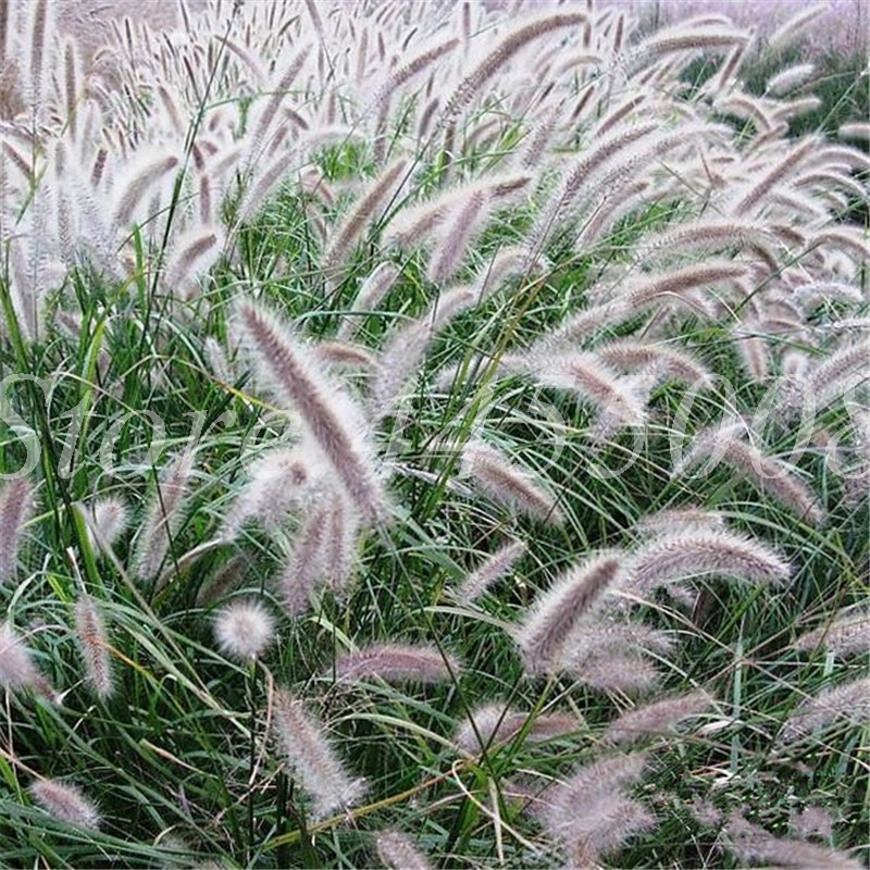 400 Pcs/ Bag Grass Seeds Imported Pennisetum Alopecuroides Bonsai Ornamental Plant For Home Garden Perennial Potted Panting Easy To Grow
400 Pcs/ Bag Grass Seeds Imported Pennisetum Alopecuroides Bonsai Ornamental Plant For Home Garden Perennial Potted Panting Easy To Grow