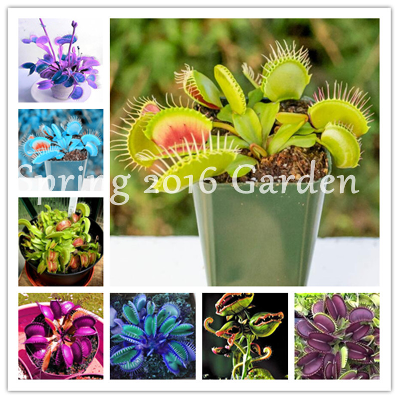 500 pcs Potted Insectivorous Plants Dionaea Muscipula Giant Clip Flytrap seeds Bonsai Carnivorous Succulent flores Pot Plant Free Ship
500 pcs Potted Insectivorous Plants Dionaea Muscipula Giant Clip Flytrap seeds Bonsai Carnivorous Succulent flores Pot Plant Free Ship