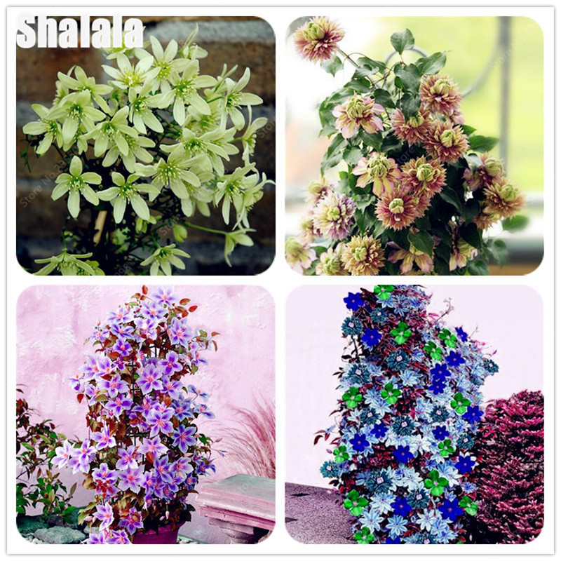 New Arrival ! 500 pcs Bonsai Mix Clematis plant seeds Potted Vines Flower Climbing Clematis Plants for Home Garden Decor Purify the Air
New Arrival ! 500 pcs Bonsai Mix Clematis plant seeds Potted Vines Flower Climbing Clematis Plants for Home Garden Decor Purify the Air