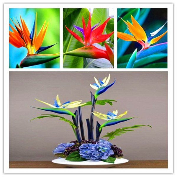 100pcs/bag Strelitzia flower Bonsai plants heaven bird flower perennial indoor flowering potted plants for home garden plants
100pcs/bag Strelitzia flower Bonsai plants heaven bird flower perennial indoor flowering potted plants for home garden plants