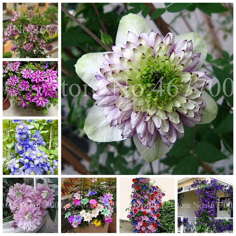 200pcs Seeds Bonsai Clematis Flower Potted Vine Climbing Flower Plants for Home Garden Flower Pot Planter Purify the Air
200pcs Seeds Bonsai Clematis Flower Potted Vine Climbing Flower Plants for Home Garden Flower Pot Planter Purify the Air