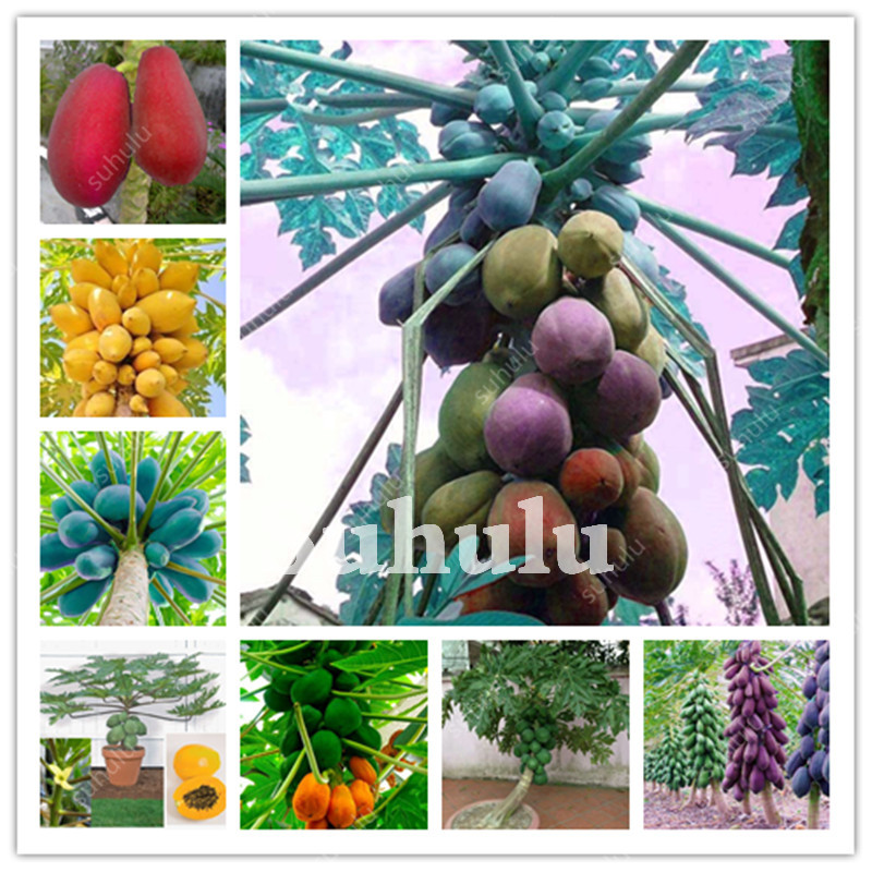 100% True Japanese Papaya Tree 100 Pcs Organic Carica Papaya Bonsai seeds For Garden Sweet Vegetable Fruit Plants Outdoor Tropic Fruit
100% True Japanese Papaya Tree 100 Pcs Organic Carica Papaya Bonsai seeds For Garden Sweet Vegetable Fruit Plants Outdoor Tropic Fruit