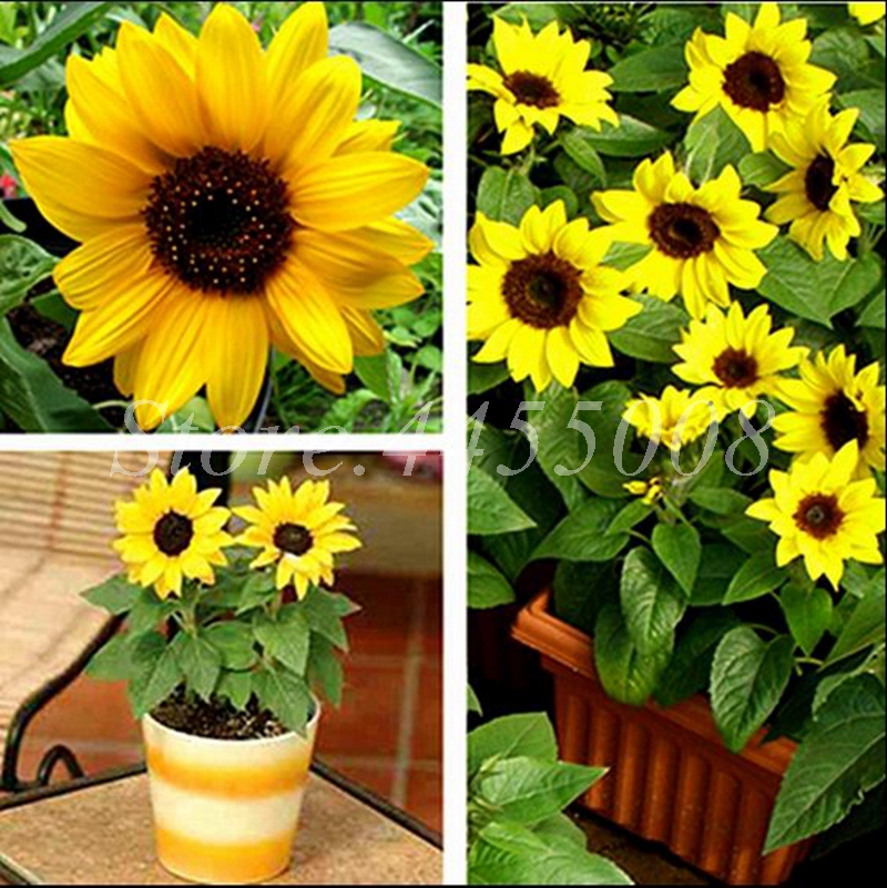 Exotic Sunflower Bonsais Planta Dwarf Bonsai Flower Edible Organic Herbs Planting Garden Supplies for Home Garden Decor 100 Pcs Seeds
Exotic Sunflower Bonsais Planta Dwarf Bonsai Flower Edible Organic Herbs Planting Garden Supplies for Home Garden Decor 100 Pcs Seeds