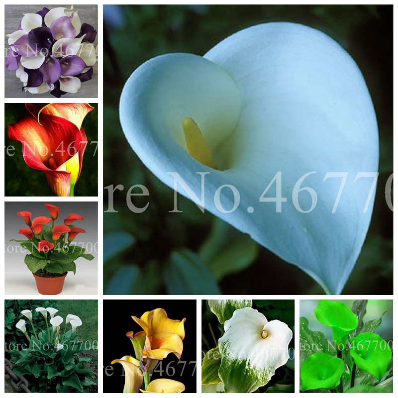 200 Pcs Seeds Calla Lily Bonsai,Rare Plants Flowers,Room Flowers Rhizome Zantedeschia Aethiopica, Bonsai Houseplants Home Garden Palnt
200 Pcs Seeds Calla Lily Bonsai,Rare Plants Flowers,Room Flowers Rhizome Zantedeschia Aethiopica, Bonsai Houseplants Home Garden Palnt