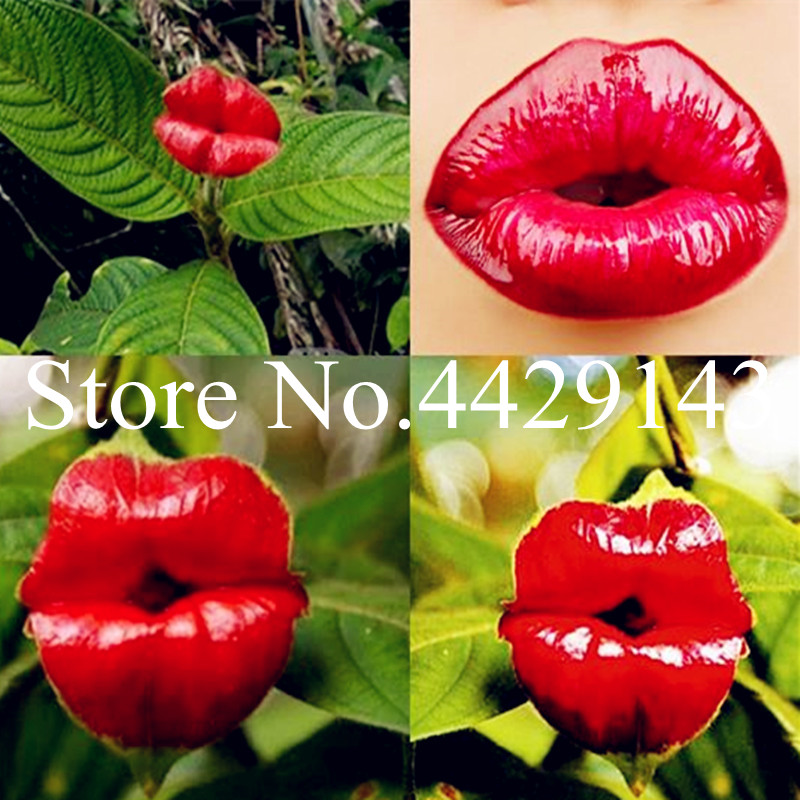 200 Pcs/Bag Red Lips Flower bonsai plant seeds Rare Flowering Pots bonsai Japanese For Home Garden Chili Red Flower Perennial Plants Semente
200 Pcs/Bag Red Lips Flower bonsai plant seeds Rare Flowering Pots bonsai Japanese For Home Garden Chili Red Flower Perennial Plants Semente