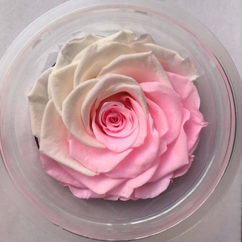 2pcs Preserved rose Flower forever Flowers Immortal Rose 8CM diameter Valentine's day gift Eternal Life Flower Material gift box
2pcs Preserved rose Flower forever Flowers Immortal Rose 8CM diameter Valentine's day gift Eternal Life Flower Material gift box