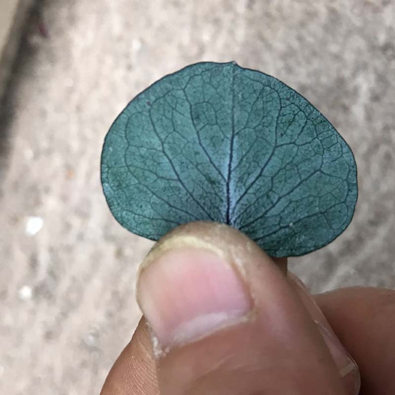 50PCS Real Dry Natural Fresh Preserved Eucalyptus Leaf,Heart shape Eternal Dried Apple leaves For DIY Material, jewellery,Candle, Green
50PCS Real Dry Natural Fresh Preserved Eucalyptus Leaf,Heart shape Eternal Dried Apple leaves For DIY Material, jewellery,Candle, Green