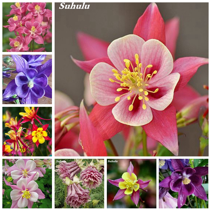 200 Pcs Seeds Mixed Aquilegia (Columbine) Plant Long Outdoor Blooming Season Bonsai Beautiful Flower Planta DIY Home Garden Flower Pot
200 Pcs Seeds Mixed Aquilegia (Columbine) Plant Long Outdoor Blooming Season Bonsai Beautiful Flower Planta DIY Home Garden Flower Pot