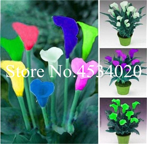 200pc Rainbow Calla Lily Bonsai Flowe Seeds R Lily Plant Rare Exotic Flowers Flores for Home Gardening DIY Easy Grow Best Gift for Wife
200pc Rainbow Calla Lily Bonsai Flowe Seeds R Lily Plant Rare Exotic Flowers Flores for Home Gardening DIY Easy Grow Best Gift for Wife