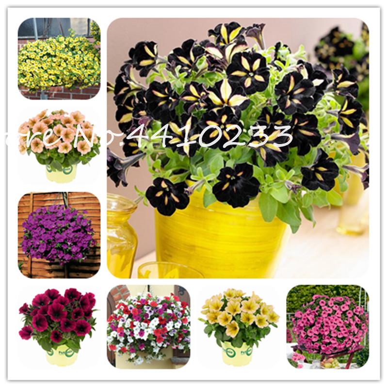 200 Pcs Star Petunia Flower Bonsai plant seeds ,Morning Glory Flower Garden & Patio Pot Climbing Plant 23 Colors To Choose Petuniya Bonsai
200 Pcs Star Petunia Flower Bonsai plant seeds ,Morning Glory Flower Garden & Patio Pot Climbing Plant 23 Colors To Choose Petuniya Bonsai