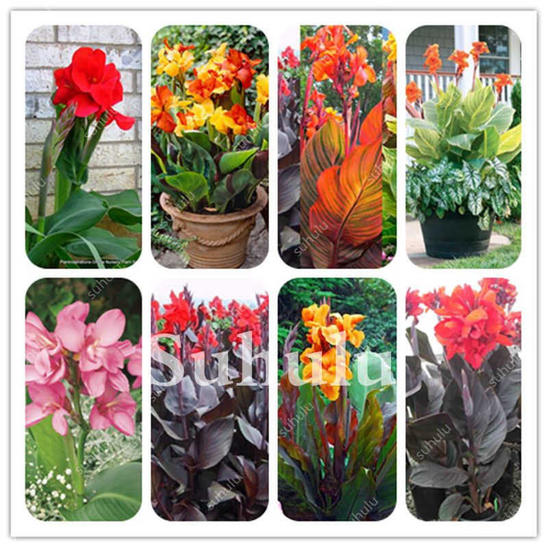 200 Pcs/ Bag Colorful Canna Lily Flower Bonsai seeds Diy Potted Plants Indoor & Outdoor Mixed Colors Blooming Garden Flowers Planta
200 Pcs/ Bag Colorful Canna Lily Flower Bonsai seeds Diy Potted Plants Indoor & Outdoor Mixed Colors Blooming Garden Flowers Planta