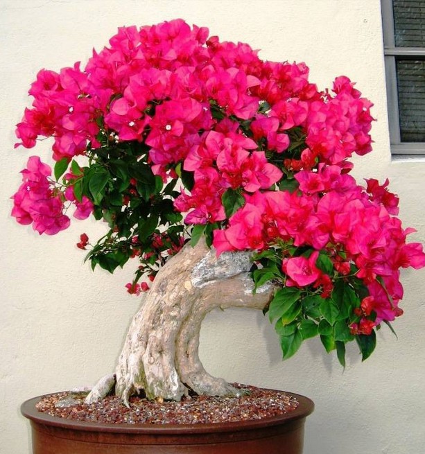 200 pcs 100% Original High Quality Mix-color Bougainvillea spectabilis Willd bonsai plant Free Shipping Garden Potted Tropical flower
200 pcs 100% Original High Quality Mix-color Bougainvillea spectabilis Willd bonsai plant Free Shipping Garden Potted Tropical flower
