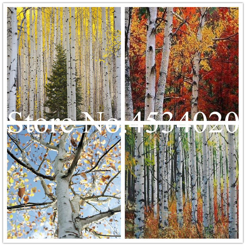 100 pcs White Birch Tree Bonsai seeds, Rare Heirloom Sacred White Birch,tropical garden decorative Trees Planted evergreen plant
100 pcs White Birch Tree Bonsai seeds, Rare Heirloom Sacred White Birch,tropical garden decorative Trees Planted evergreen plant