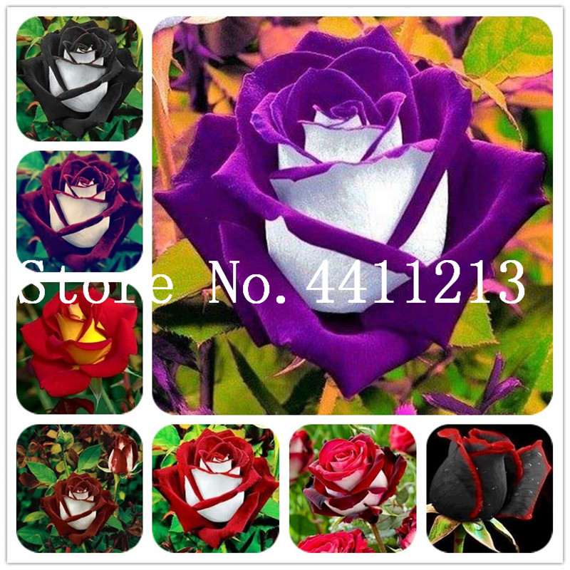 500 pcs Black Rose plant with red edge bonsai plant seeds, rare color popular garden flower Perennial Bush or Bonsai Flower for home garden
500 pcs Black Rose plant with red edge bonsai plant seeds, rare color popular garden flower Perennial Bush or Bonsai Flower for home garden