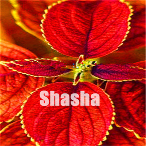 Hot Sale! 300Pcs/Bag Seeds Coleus blumei bonsai Rare Coleus blumei Rainbow plant bonsai flowers Potted DIY gift
Hot Sale! 300Pcs/Bag Seeds Coleus blumei bonsai Rare Coleus blumei Rainbow plant bonsai flowers Potted DIY gift