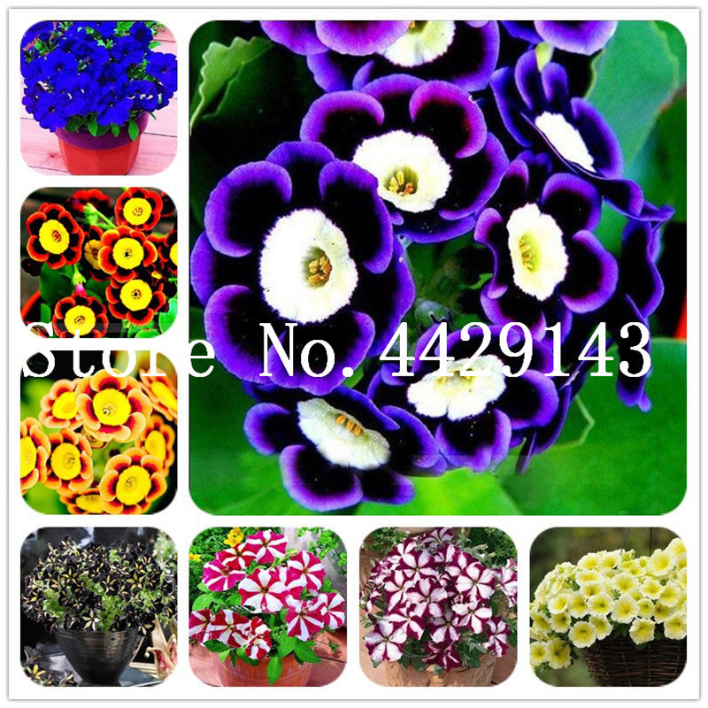 200 pcs/bag Rare petunia bonsai plant seeds flower , 24 colors any choice, suitable for home & garden planting plant flowers free shipping
200 pcs/bag Rare petunia bonsai plant seeds flower , 24 colors any choice, suitable for home & garden planting plant flowers free shipping