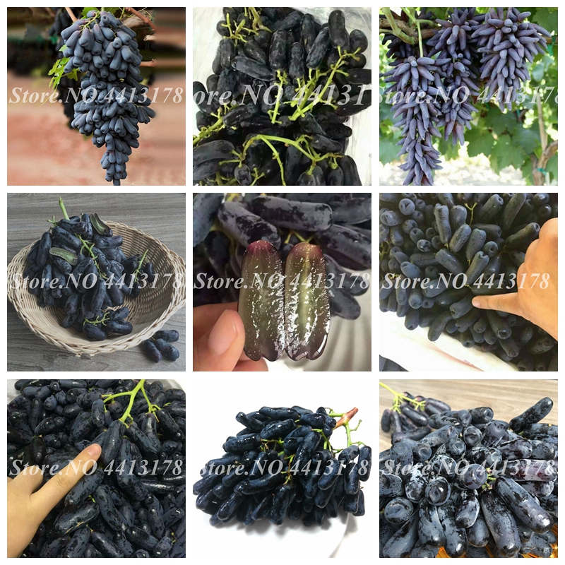 100 pcs/bag Seeds Bonsai Grape Miniature Grape Vine Potted Organic Fruit Tree Succulent Plants Sweet Food Easy to Grow Plant for Garden
100 pcs/bag Seeds Bonsai Grape Miniature Grape Vine Potted Organic Fruit Tree Succulent Plants Sweet Food Easy to Grow Plant for Garden